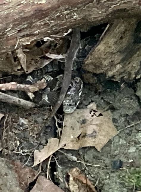 dude fucks rat|White dude fucking a snake